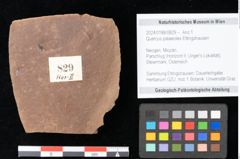 Foto (Objekt + Etikett) von Quercus palaeoilex Ettingshausen (NHMW-GEO-2024-0188-0829)